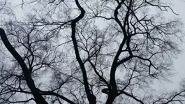 Barren Tree, Evanston, IL